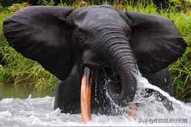 大象只有非洲象和亚洲象两种？错了图片