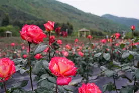 不容错过！明天神秘主播带您畅游绵竹玫瑰花海图片