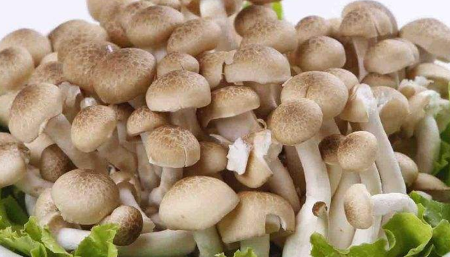 海鲜菇的家常做法推荐（蟹味菇5种最好吃的做法）