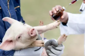 养猪人要懂，猪伪狂犬疫苗接种效果如何最佳，滴鼻和打针哪个好图片