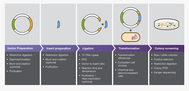 同源重组 同源臂(什么是双酶切) - 冷求网