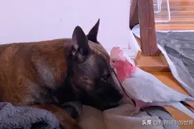 狗狗在草丛里捡到了一只鹦鹉，从此展开了一段跨物种的友谊图片