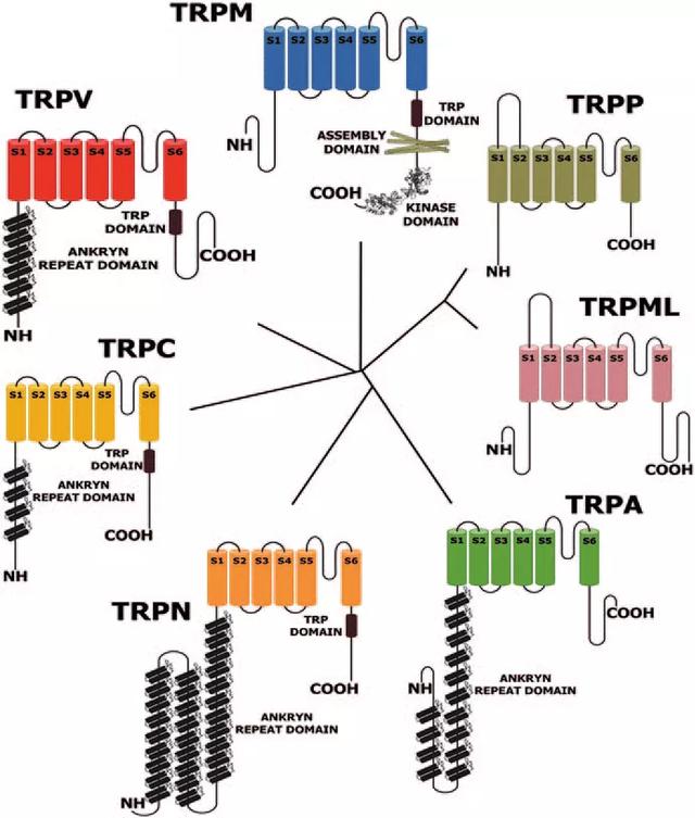 研究温度感知与触觉的两位科学家获生物诺奖