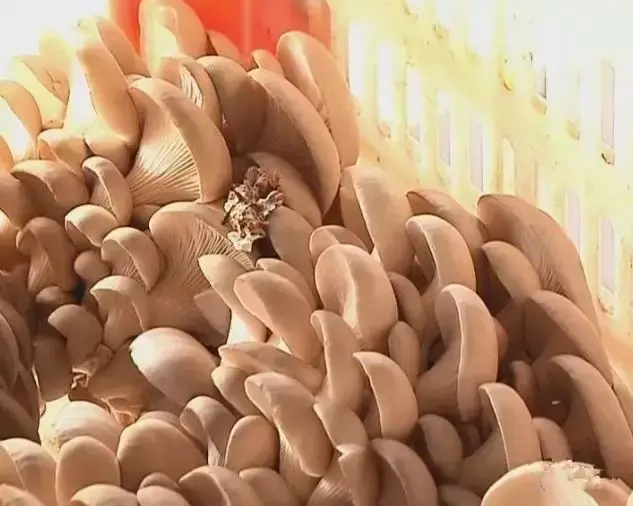 栽培成功率高达98%以上，这两个平菇新品种到底有何神奇之处？