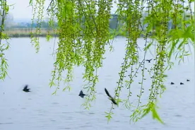 社日双飞燕，春分百啭莺。读燕子的古诗词，品古人惜春情怀图片