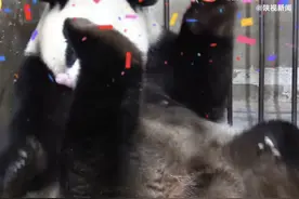 新团子来报到！秦岭大熊猫丫丫生下龙凤胎图片