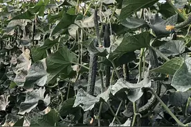 黑亮，肉绿黄瓜品种，品质好，口感佳，产量突出，农户快试种下图片