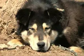 童年的北方四眼狗图片