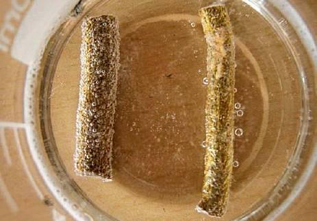 作假“金丝柳”的特征详谈