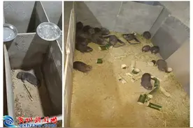 贺州竹鼠养殖业何去何从？最新消息来了！图片