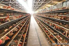 鸡老是脱肛怎么回事？浅析蛋鸡脱肛该如何治疗？图片