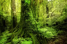 念“咒语”就能让蛇逃走？泰国钓鱼男子蟒蛇缠身，冷静念起咒语图片