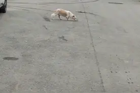 东北：被抛弃的流浪狗，却死守着一个袋子，狗狗：这是主人给我的图片