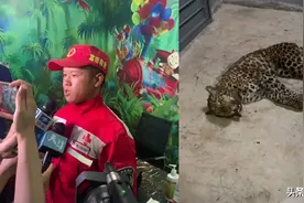 搜救队讲诉第二只豹子找到经过：狗并未咬豹子，多只搜救犬被咬伤图片