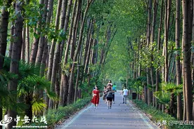 合肥滨湖湿地公园绿树成荫 夏季休闲避暑好去处图片