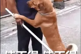 狗狗社交能力差怎么办？这3招，帮你解决图片