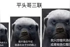 「视频」 生死看淡，不服就干！平头哥的日常生活Vlog图片