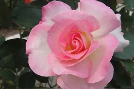 一个月狂卖4万多件，老桩月季收割了多少人的智商税图片