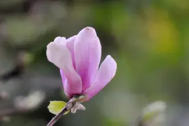 想要走桃花运，不妨试试这三招图片