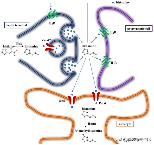 氨基酸衍生物代谢（三）