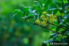 雨落一地情，繁花惹人倾图片