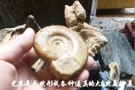 古玩市场地摊进口玛瑙奇石居然有各种化石价格120元一个海螺化石视频封面