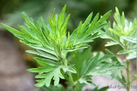 用它贴肚脐可以减肥？直接吃掉效果更好图片