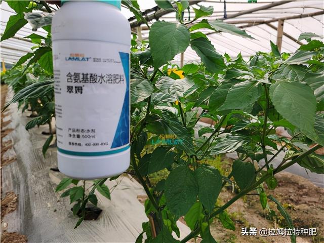 氨基酸叶面肥你真的了解么？看这里帮你整明白