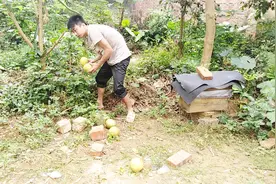 自家种的柚子太难吃怎么办？抹一点这个，味道立刻变得好吃几倍