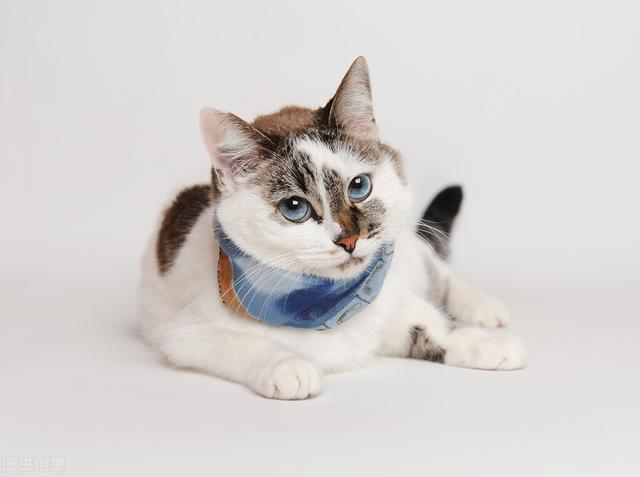 猫咪绝育要花多少钱？