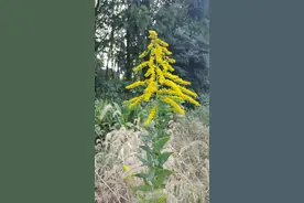 38种疯狂的入侵植物，图名并茂，一起来认识下，涨知识不吃亏图片