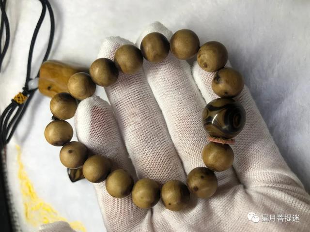 作假“金丝柳”的特征详谈