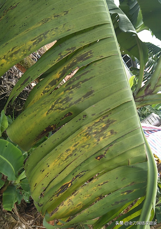 鐐柦鐥呫€佹牴绯诲彂鑲蹭笉濂姐€佺己绱犮€佽灗绫烩€︹€︼紝涓撳榻愯瘖鏂钑夐棶棰? onerror=