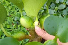 在我国泛滥的水葫芦，弱点实在太好笑，只用一招就能将它们团灭图片