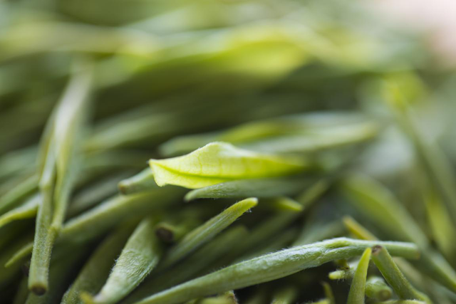 安吉白茶“鲜”从何来？氨基酸翻2倍的小罐绿茶忍不住揭秘