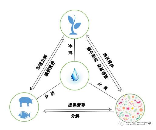 鱼菜共生的痛点—技术