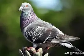养鸽经验分享，干货来袭，值得一看图片