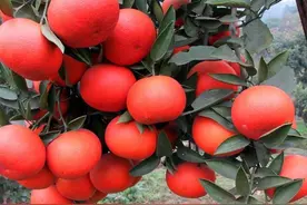 基金项目：杂柑“美国糖橘”在上海市的引种表现及主要栽培技术图片