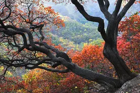 以往经验，红叶漫天时村民收费点就建立起来了，今年石安峪好么？图片