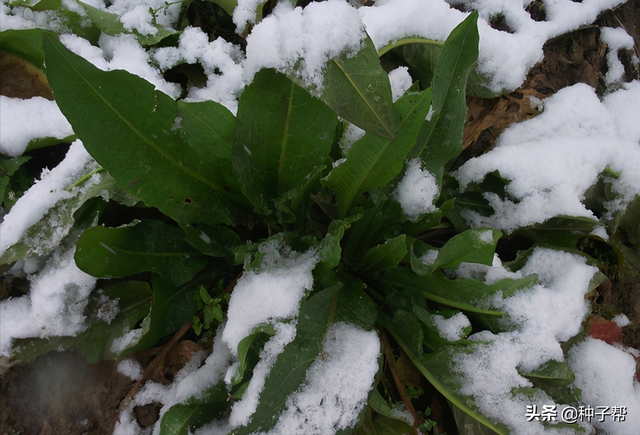 鲁梅克斯能割20年，耐-40度低温，优缺点都在这了，看清楚再种