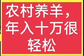 养羊前景如何？养50只羊能赚多少钱？你想要的答案都在这里图片