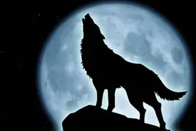 哈士奇为什么总是“狼嚎”？原来它在暗示这6件事！图片