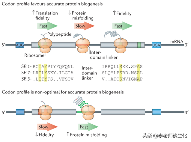 遗传密码与核糖体结构研究