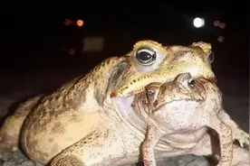 巨型海蟾蜍残忍吸食同类幼崽，科学家：它们正在加速进化图片