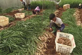 北海争取明年成为全国最大子姜种植基地图片