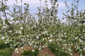 苹果树盛花期浇水，能否顶掉花影响坐果率？30年的苹果经解疑答惑图片