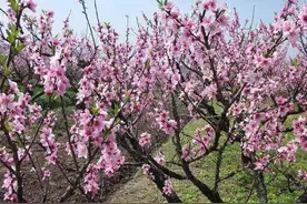 桃树花后管理要点图片