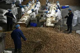 石家庄市赞皇县：核桃助农致富奔小康图片