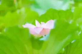 观点｜“身份”琐谈图片