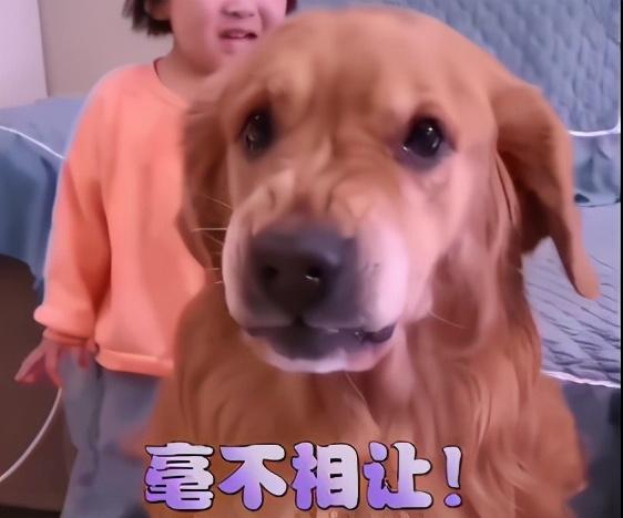 小主人被骂,“暖男金毛”霸气护娃帅翻网友:怕不是成精了